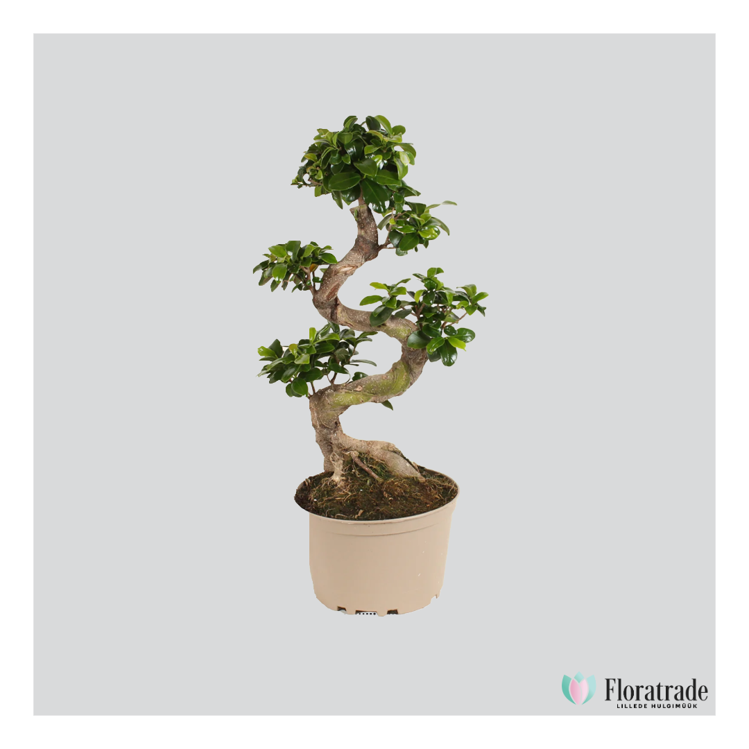 Ficus micr Viigipuu ginseng 22cm.png (320 KB)